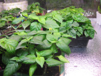 Pepper plants  Carolina Reaper- ghost & Others