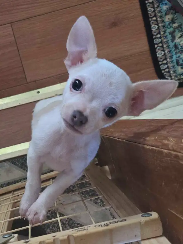 Beautiful Chihuahua Puppies in Dogs & Puppies for Rehoming in Owen Sound - Image 3