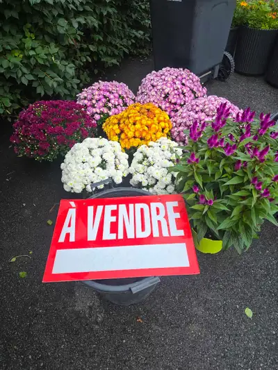 plantes tropicales et aquatiques laval speciaux du 28 au 31, View more