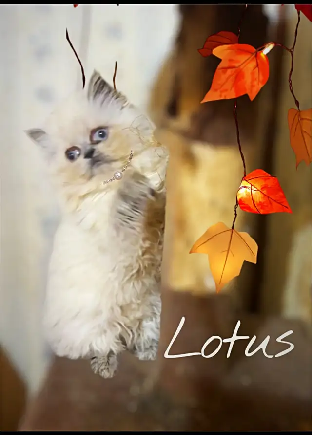 Purrfect purring Persian kittens ( price negotiable) in Cats & Kittens for Rehoming in Mississauga / Peel Region - Image 10