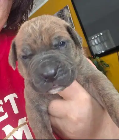 English Mastiff/ Cane Corso puppies, View more