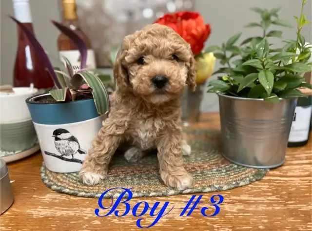 Adorable Bichonpoo’s! ♥️4 males Available. in Dogs & Puppies for Rehoming in St. Albert - Image 4