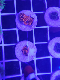 Coral Frags
