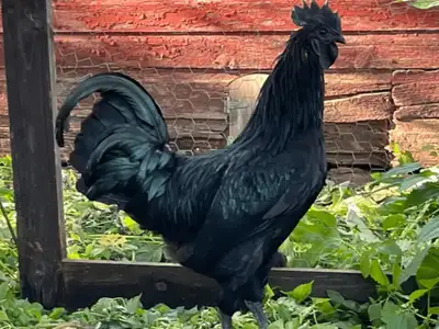 Looking for Ayam Cemani or Svarthona adult rooster, View more
