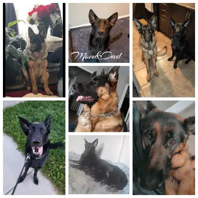 6 pure bred short haired German Shepard puppies looking for their forever homes! Born March 22/25 ar...