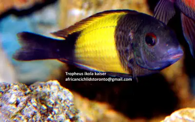 Tropheus ikola Kaiser (Lake Tanganyika cichlid) is for sale. This Tropheus species is one of the mos...