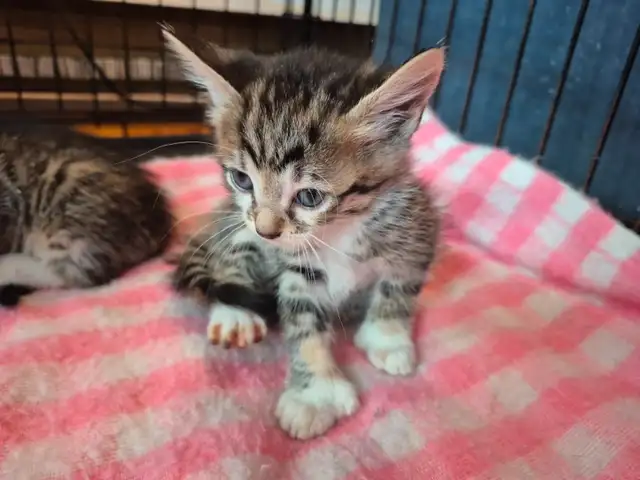 Savannah in Cats & Kittens for Rehoming in Laval / North Shore - Image 2