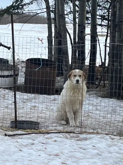 Guardian dog for sale, View more