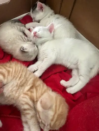baby cats for sale, View more