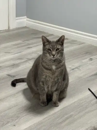 Cats looking for a new home ( free), View more