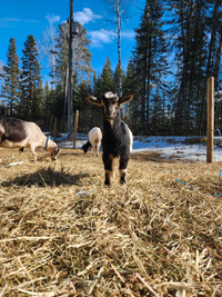 Kid goats for sale