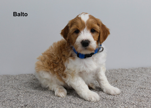 WAVENY GOLDENS - F1b Goldendoodles - New Litter! in Dogs & Puppies for Rehoming in Strathcona County