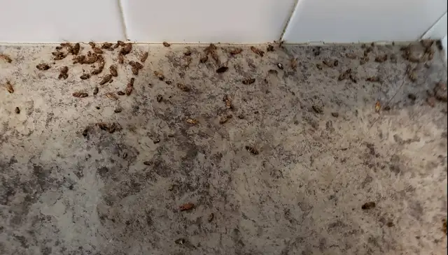 Geo Pest Control Inc62863231774338124