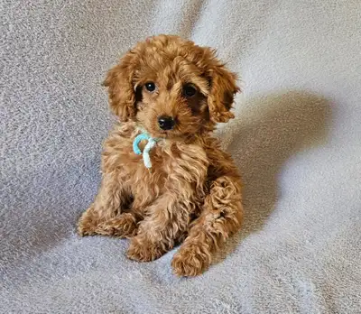 Toy Poodles available for their new homes! Born February 12, 2026 ****2 boys LEFT**** 1st set of vac...