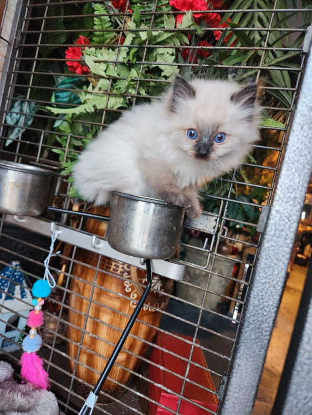 Balinese cat in Cats & Kittens for Rehoming in City of Toronto - Image 3