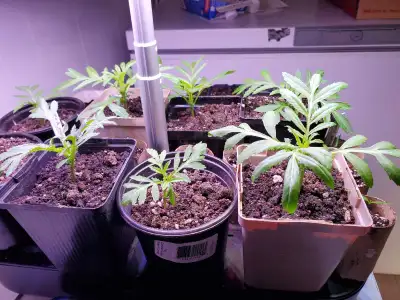Healthy Organic Crackerjack Marigolds - $3/ea, View more
