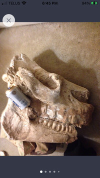 Full Fossilized Rhinoceros real skull
