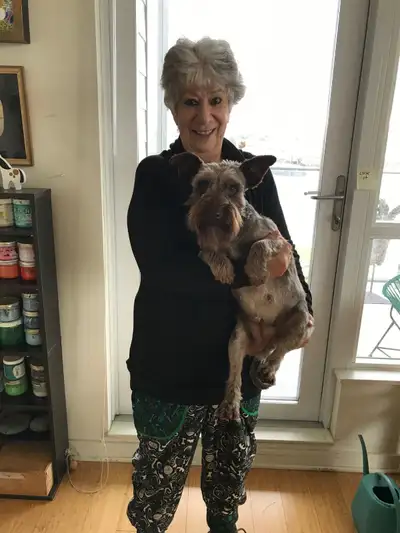 Female Adult Miniature Schnauzer, View more