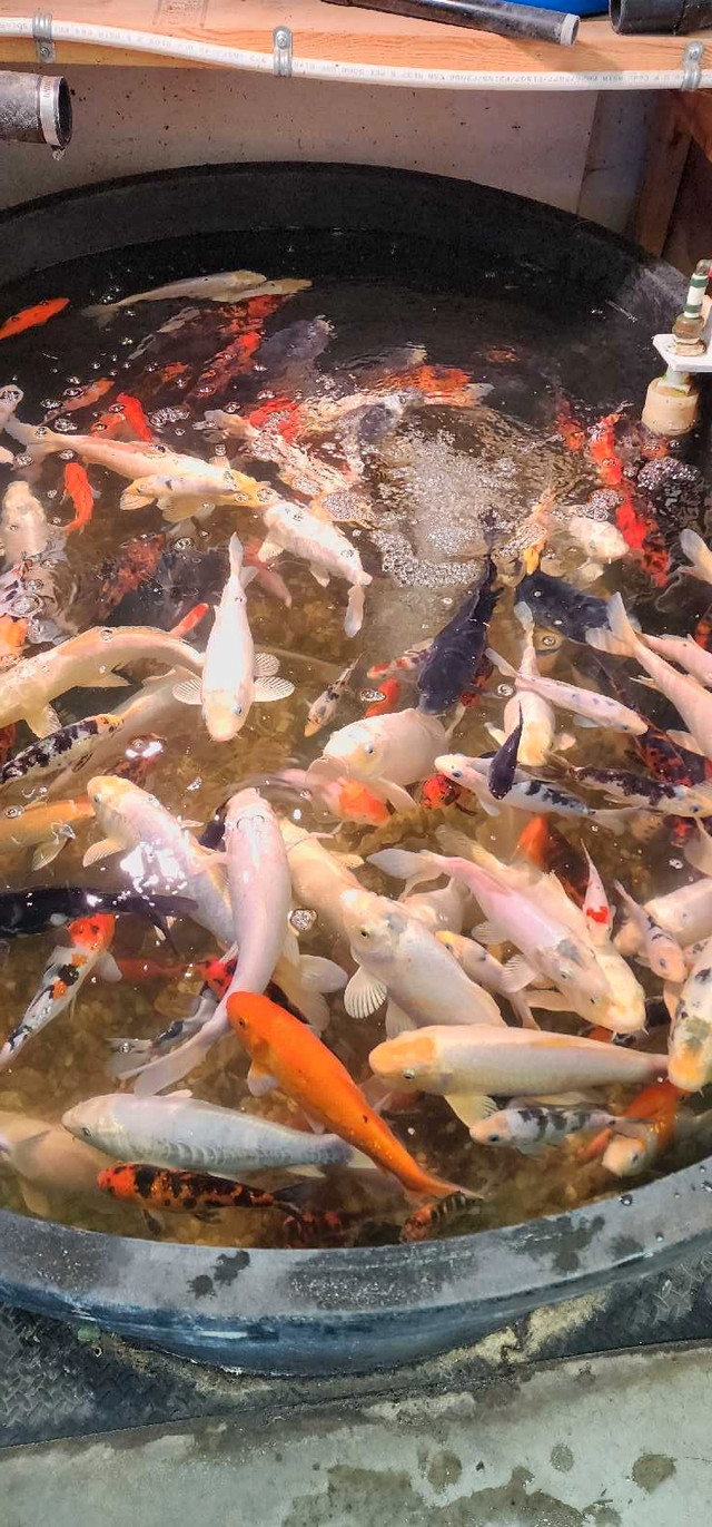 Koi Fish  for sale in Fish for Rehoming in Stratford