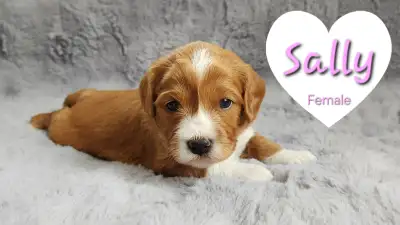 Cavapoo Puppies F1 (Cavalier King Charles x Mini Poodle), View more