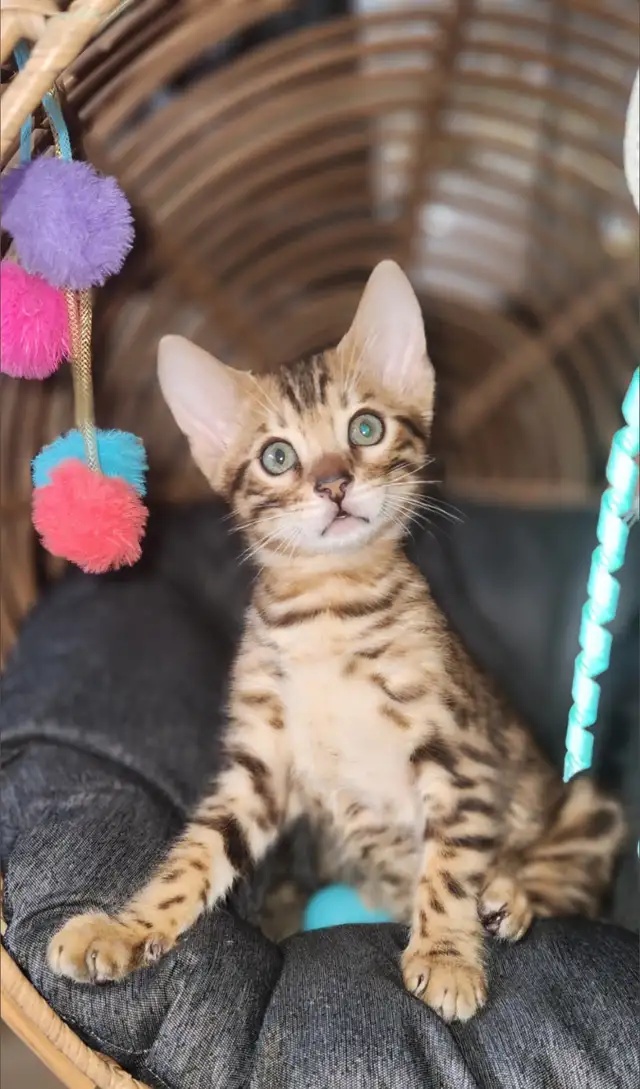 Luxury Bengal Kittens – Trained, Vet-Checked, Ready Now! in Cats & Kittens for Rehoming in Vancouver - Image 4