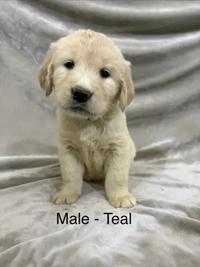 Beautiful Golden Retriever Puppies Available Our sweet Golden Retriever puppies were born on Novembe...