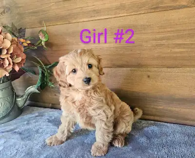 cockapoo puppies, View more