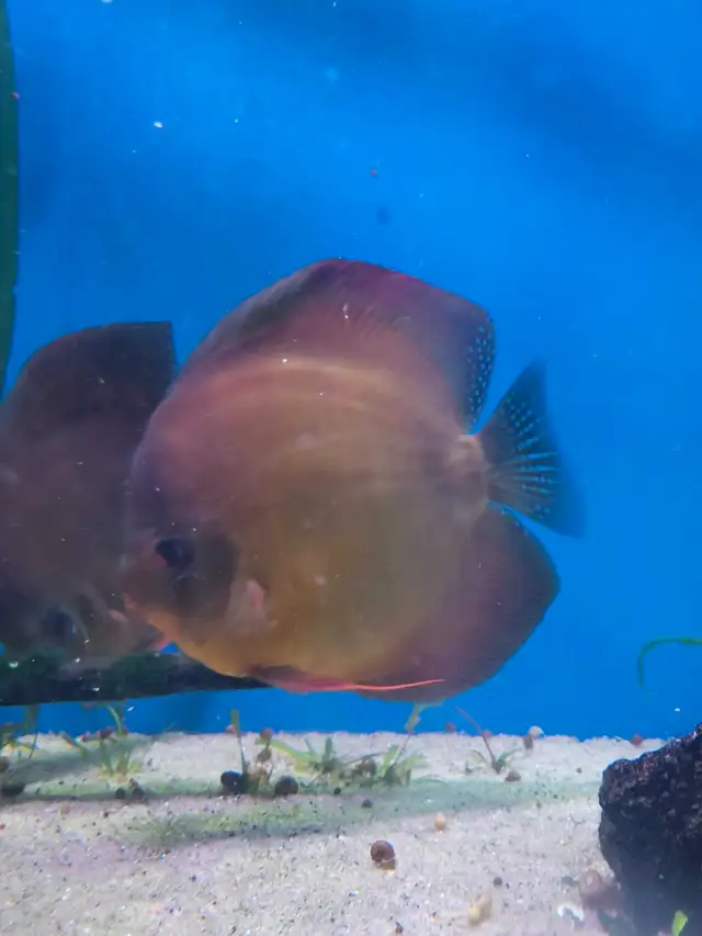 Red Rose Discus in Fish for Rehoming in Stratford - Image 5