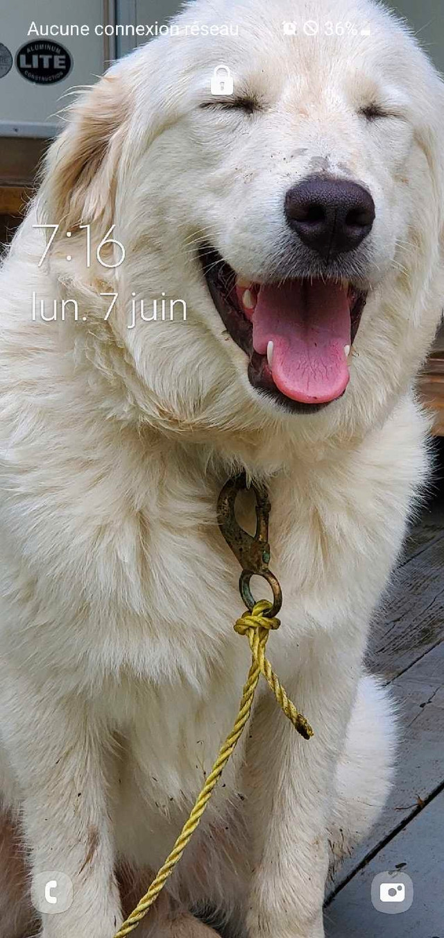 Montagne des pyrenees dans Chiens et chiots à adopter  à Drummondville - Image 4