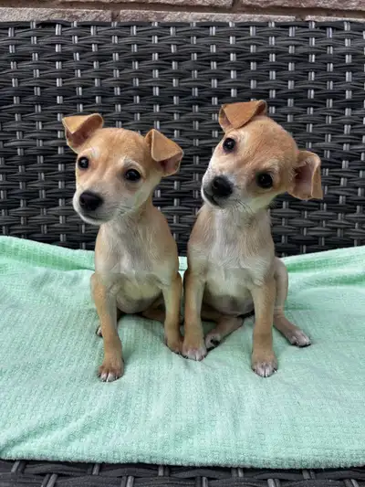 Chihuahua X Terrier (toy fox), View more