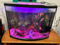 35 gallon bow front