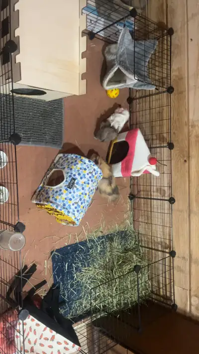 2 Male Guinea Pigs and Cage for rehoming., View more