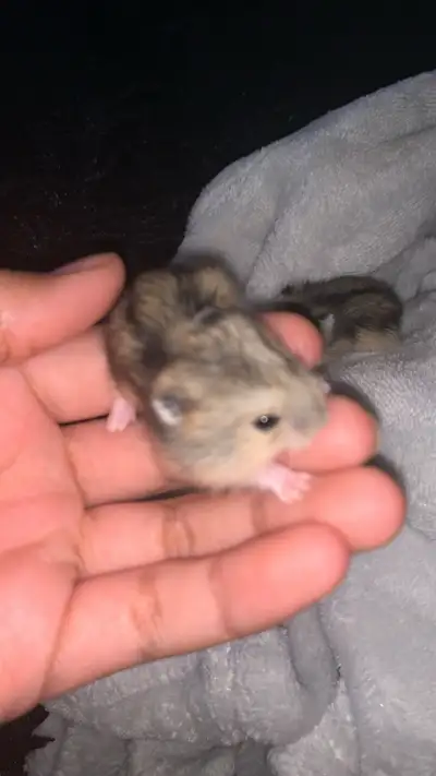 J’ai de adorable bébés hamsters pelage différent gris pâles/gris foncé. Ils ont 1-2mois, sont habitu...