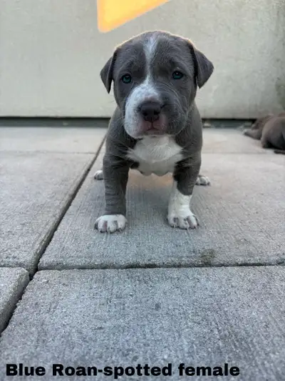 XL Bulldog Puppies, View more