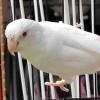 albino baby parrotlet  Kawartha Lakes Peterborough Area Preview