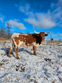 Texas Longhorn Cows 