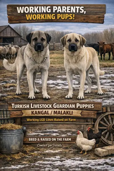 2 MALES AND 2 FEMALES LEFT! A good livestock guardian dog is worth far more than the price you pay u...