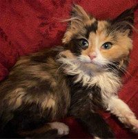 Looking for longhaired calico kitten
