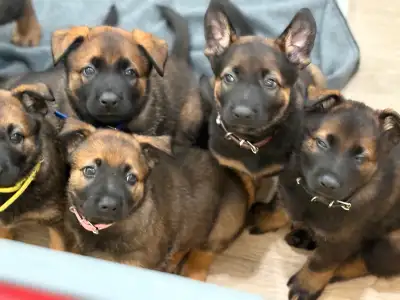 Go to instagram for more photos @rileypuppytime ….. Beautiful Belgian Malinois X puppies…born May 1s...