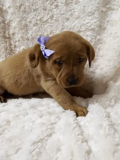 CKC Labrador puppies ready for new homes May 8th. Please visit our facebook https://www.facebook.com...