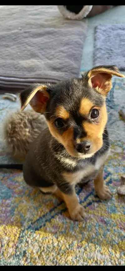 chihuahua x puppies in Dogs & Puppies for Rehoming in Canada