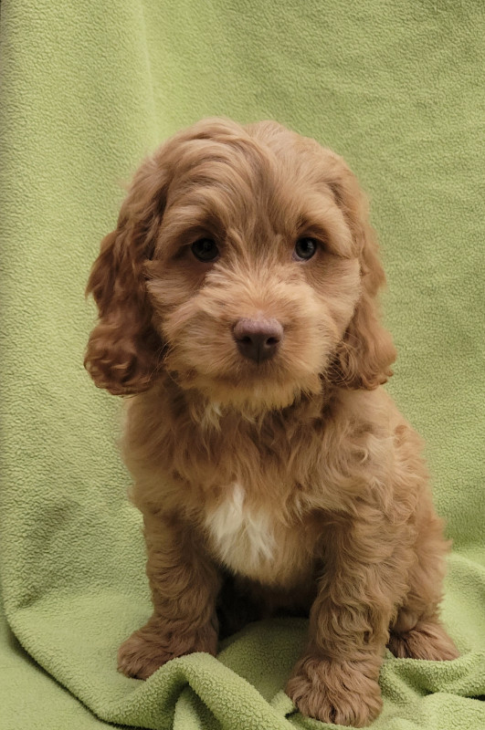 Cockapoo puppies in Dogs & Puppies for Rehoming in Oshawa / Durham Region - Image 4
