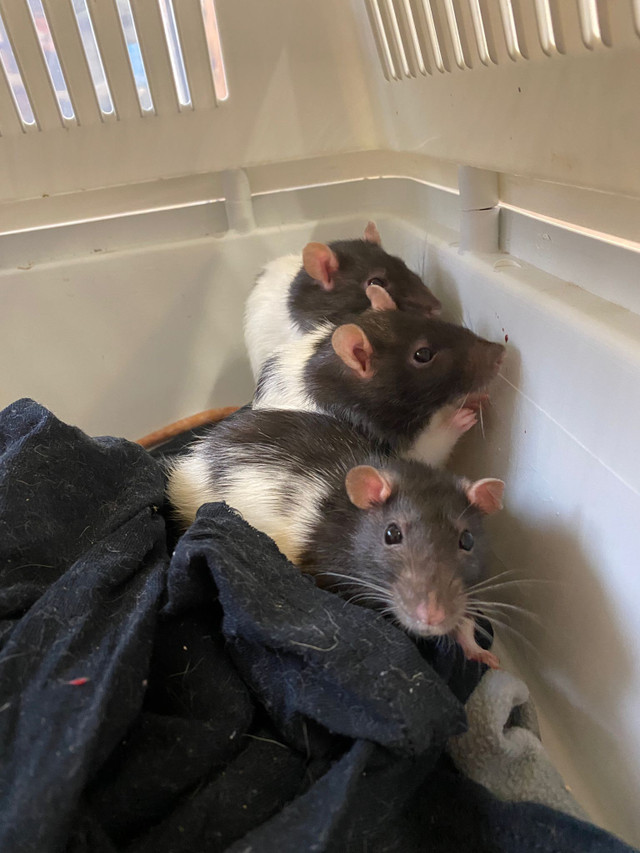 Female rats still looking for loving home in Small Animals for Rehoming in Sudbury - Image 2
