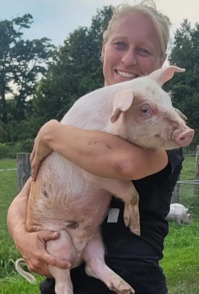 Heritage breed naturally raised piglets in Livestock in Owen Sound - Image 7