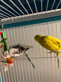 Vibrant and friendly budgies for sale!!!