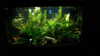 50 gallon aquarium 