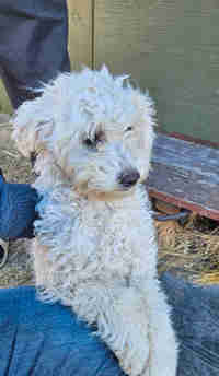 MUST GO! Female mini poodle puppy, hypoallergenic breed