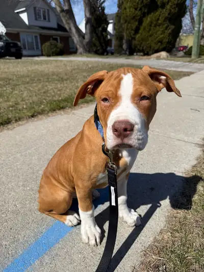 This is our dog Maverick, he was the first of his litter and we are looking for someone to love him...