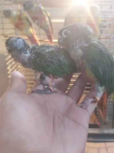CONURE baby 250 Each, View more