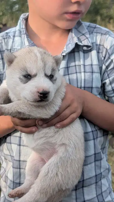 Canadian kennel club Registered Siberian husky puppies, View more